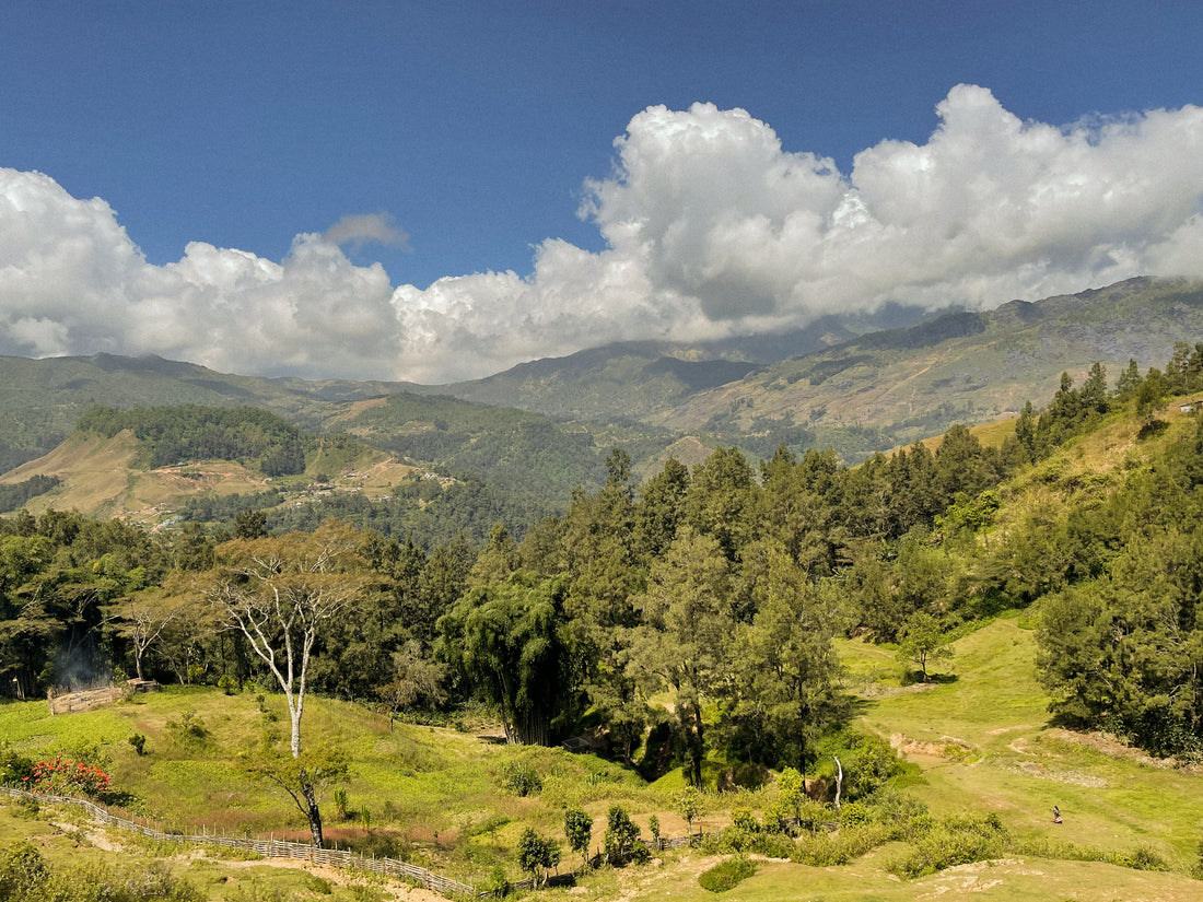 Samoro Single origin coffee from Samoro, East Timor – Easy Jose Coffee