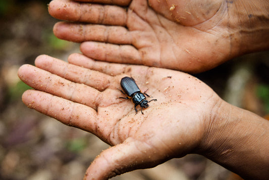 What is Biodiversity and Why is it Important?