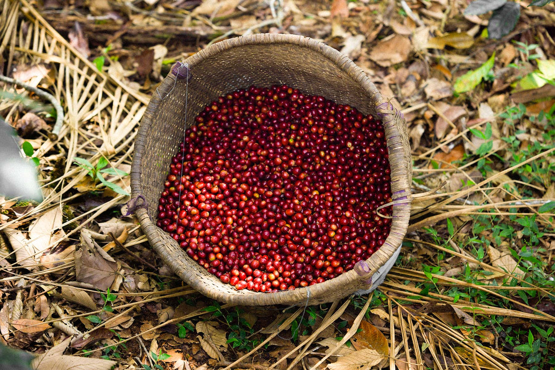 How Traceable is Easy Jose Coffee?
