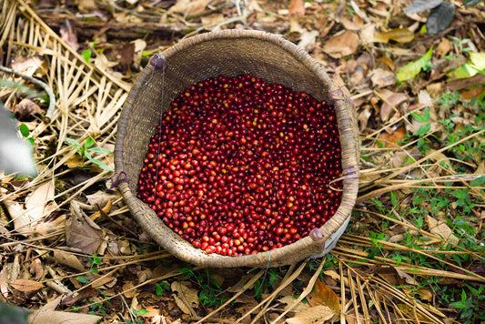 How Traceable is Easy Jose Coffee?